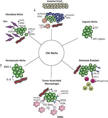 Frontiers | Advancement In Cancer Stem Cell Biology And Precision ...